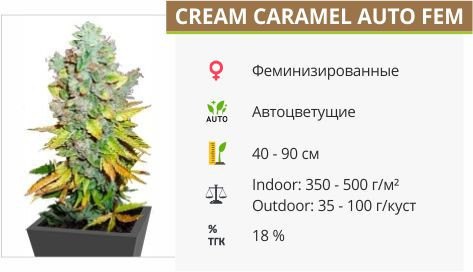 Cream Caramel Auto от Sweet Seeds