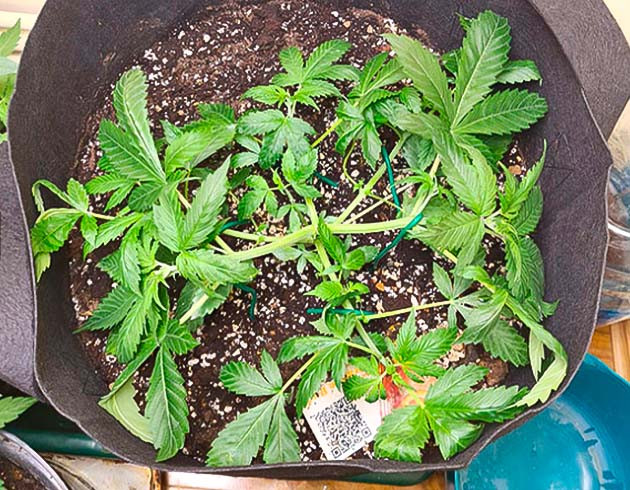 Метод LST конопли Auto Orange Bud рост 25 см