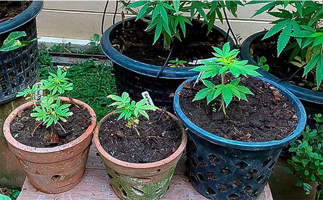 Кусты отстающие в развитии