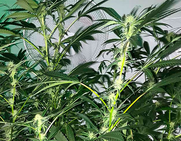 10 - 12 неделя выращивания марихуаны