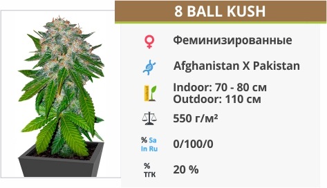 8 Ball Kush