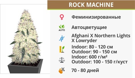 Rock Machine auto (Doctor’s Choise) Rock Machine auto (Doctor’s Choise)