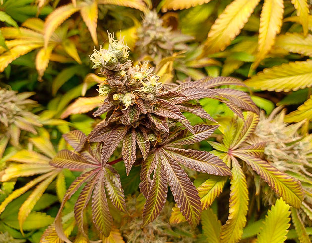 Шишка Runtz Punch перед харвестом