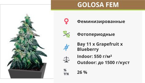 Golosa fem от Delicious Seeds
