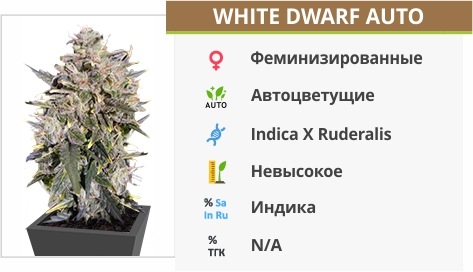 White Dwarf Auto