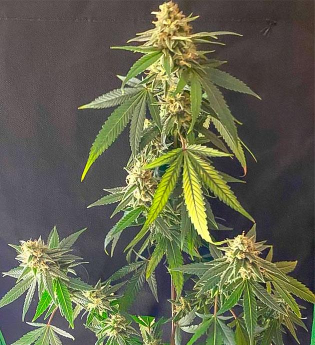 Конопля на 14 неделе роста