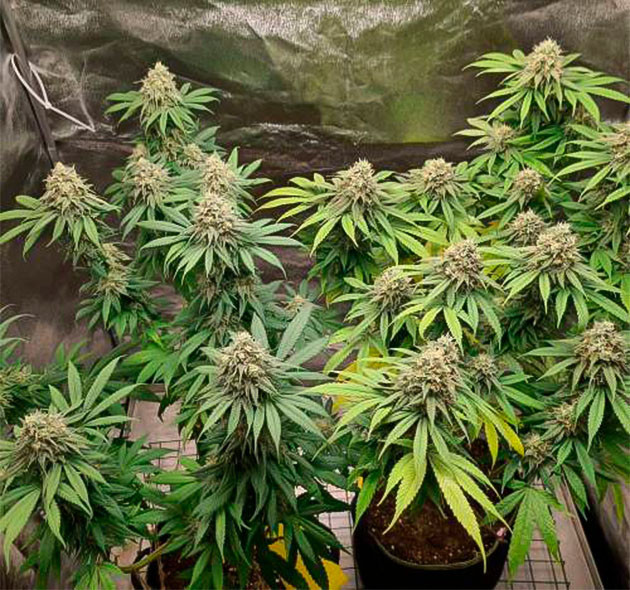 Конопля гермафродит