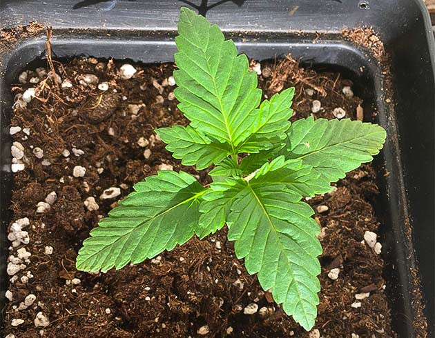 Саженец Bubba Slush