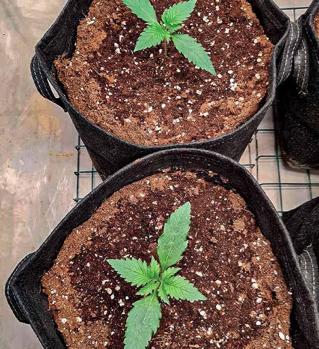 Конопля на 1 неделе роста