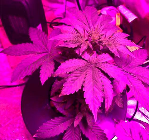 Purple Lemonade Auto на третьей неделе вегетации