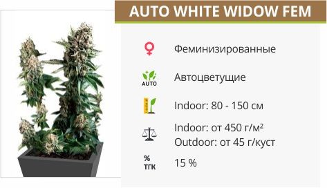 Сорт конопли Auto White Widow Auto White Widow fem (Pyramid Seeds)