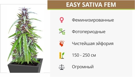 Семена конопли Easy Sativa fem от Female Seeds Easy Sativa fem от Female Seeds