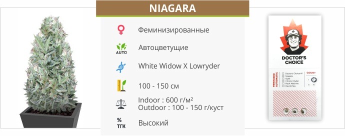 Niagara auto (Doctor’s Choise)