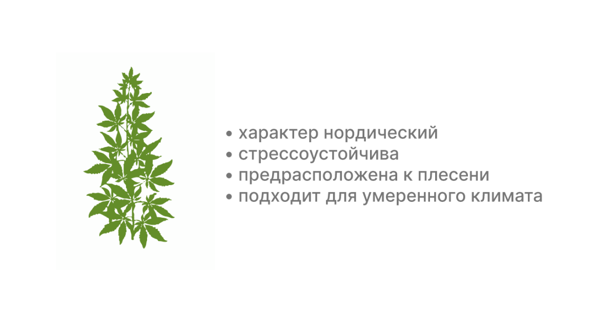 Особенности конопли индики