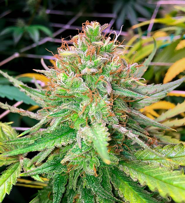 Шишка Grandaddy Purple перед харвестом