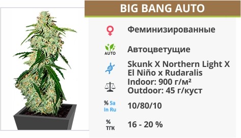 Сорт марихуаны Big Bang Auto Big Bang Auto