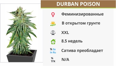 Durban Poison