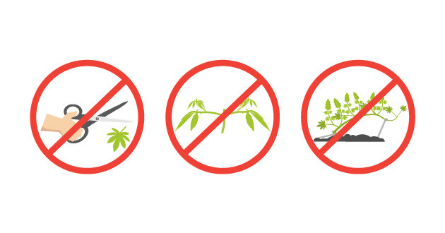 Устранение ненужных стрессовых факторов для употребления каннабиса в жару Минимизация стресса для каннабиса при высоких температурах