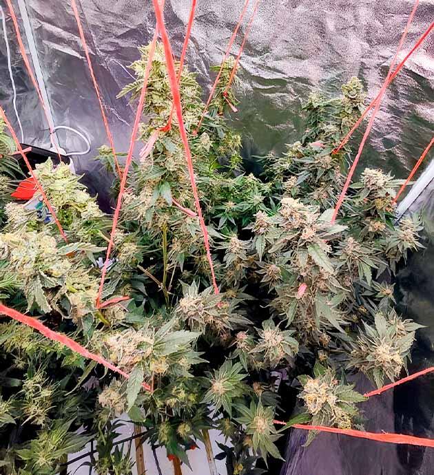 Dozy Doz с тяжёлыми шишками, ветки подвязаны для поддержки