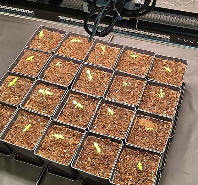 20 ростков Dos Si Dos