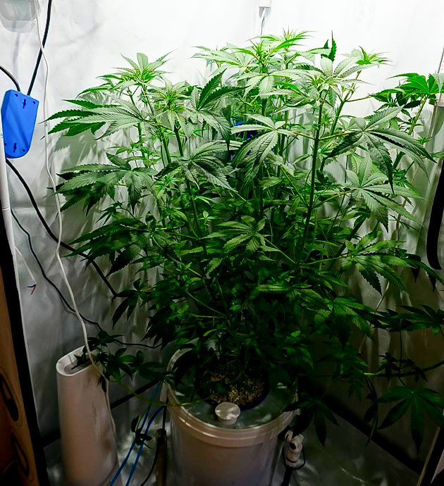 Свет и питание: оптимальные условия