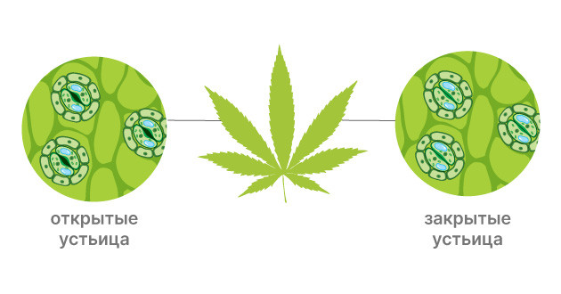 Влияние жары на выращивание каннабиса Понимание влияния жары на каннабис