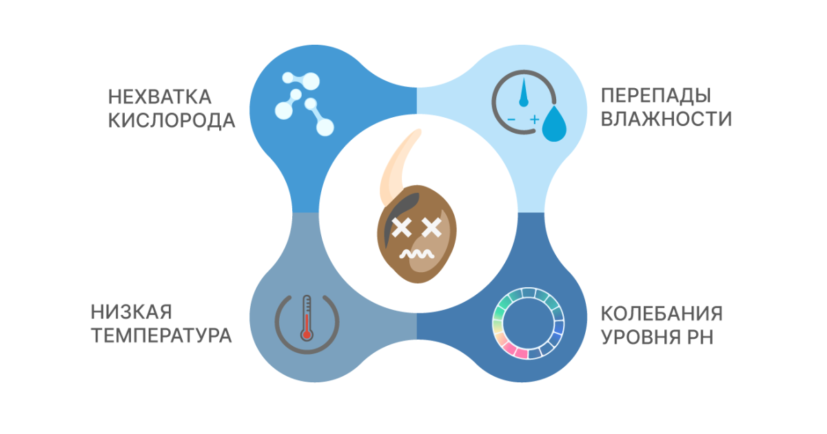 Гибель корешка конопли