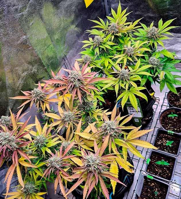 Плотные шишки конопли с увеличенной массой и ярким ароматом