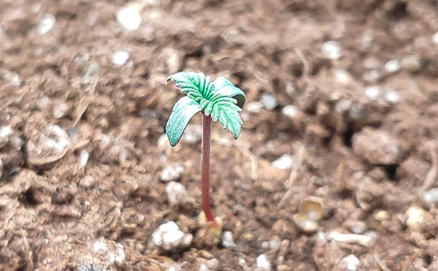 Проращивание семени марихуаны Росток Blueberry OG