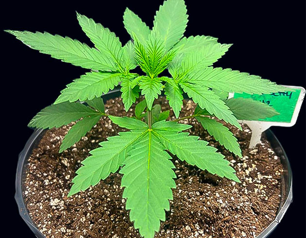 Вегетация каннабиса