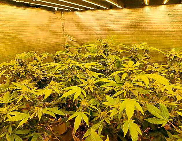 Появление трихом на конопле Шишки каннабиса на этапе полного созревания