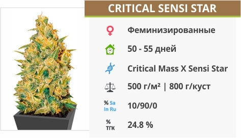 описание сорта Critical Sensi Star