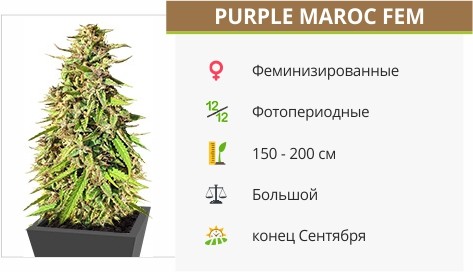 Семена конопли Purple Maroc fem от Female Seeds Purple Maroc fem от Female Seeds