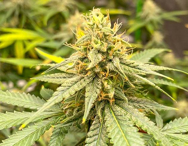 Цветение Blueberry Muffin с Ripen – плотные бутоны и аромат