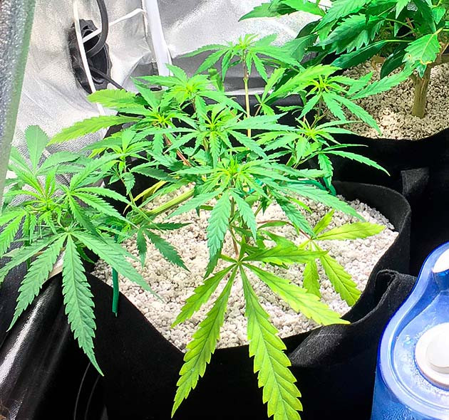 Куст Grandaddy Purple ростом 20 см