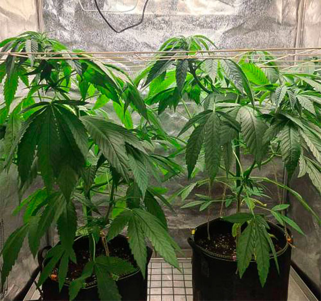 2 куста сорта Chemical Bride