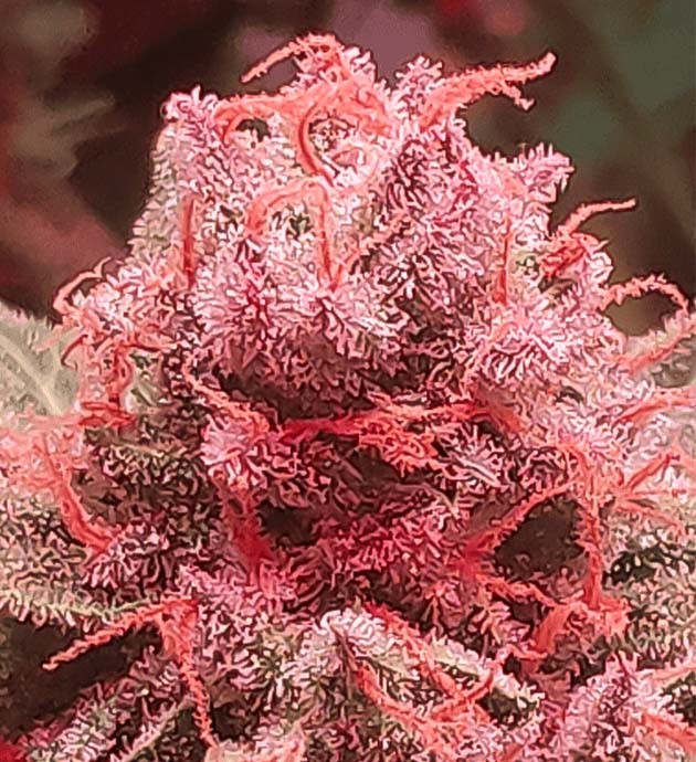 Янтарные трихомы конопли