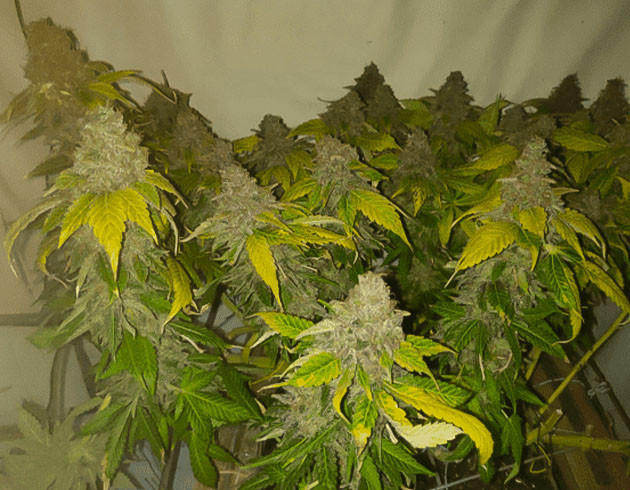 18 неделя выращивания марихуаны