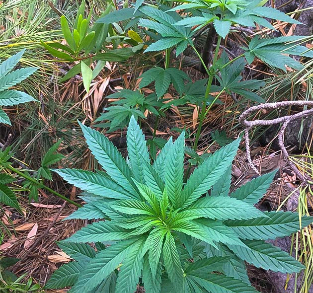 Куст на лесной делянке