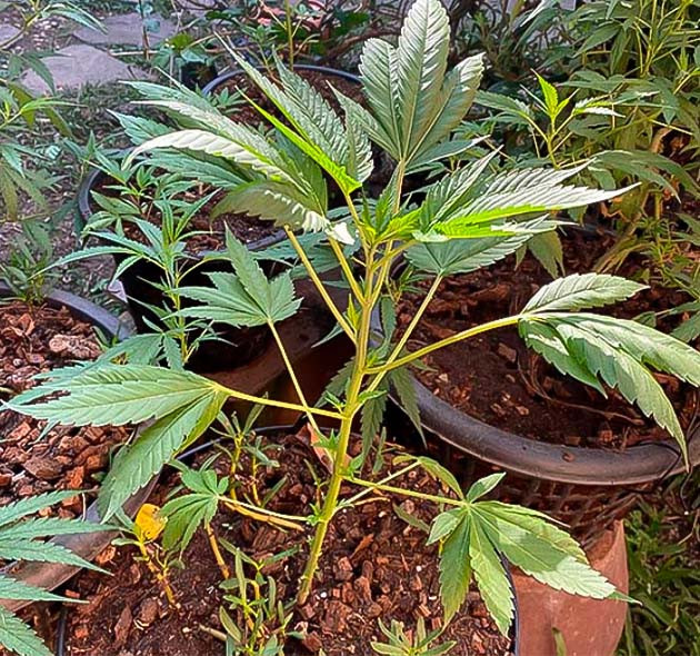 Развитие конопли на 9 неделе