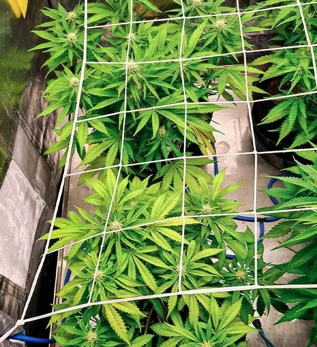 Конопля под сеткой ScrOG