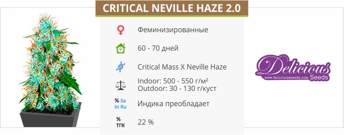 описание сорта Critical Neville Haze 2.0