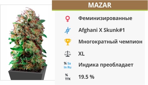 Mazar