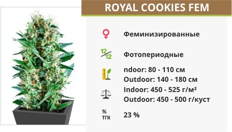 Сорт марихуаны Royal Cookies Royal Cookies fem (Royal Queen Seeds)