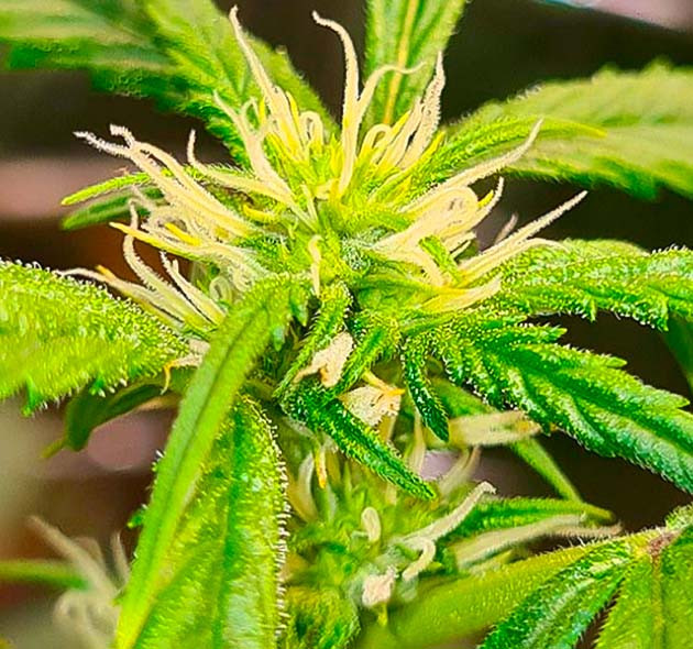 Дефолиация марихуаны Конопля после полива