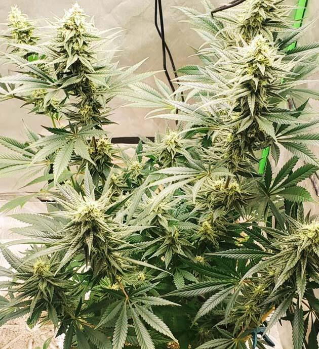 Соцветия Cafe Racer с активным набором массы и смолы