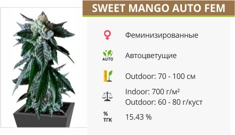 Sweet Mango Auto fem от Green House Seeds