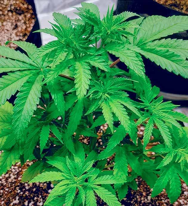 Куст после пересадки в новый горшок