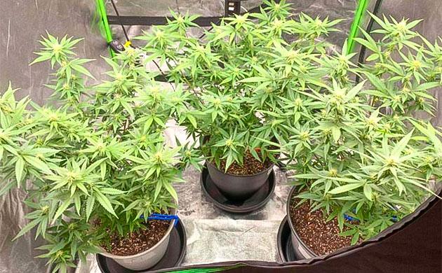 Марихуана на 11 неделе роста