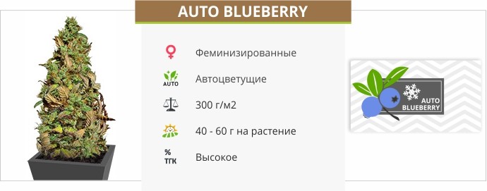 Auto Blueberry